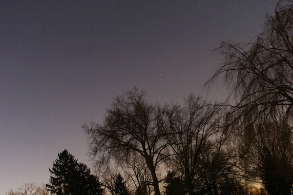 Tree Silhouettes Early Evening — Stock Photo, Image