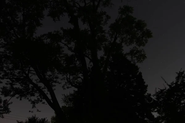 Siluetas Árbol Primera Hora Noche —  Fotos de Stock