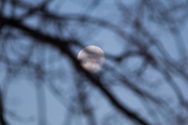 Ağacın dalları ile Ay