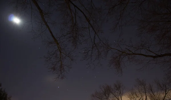 Moon Branches Tree — Stock Photo, Image