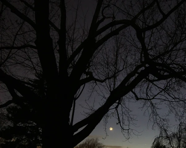 Luna Con Rami Albero — Foto Stock