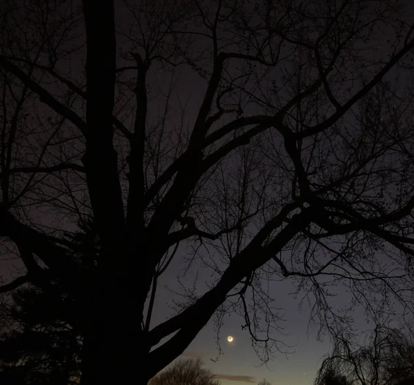 Der Mond Mit Den Zweigen Eines Baumes — Stockfoto