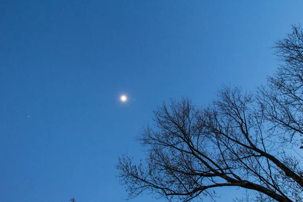 Lune Aux Branches Arbre — Photo