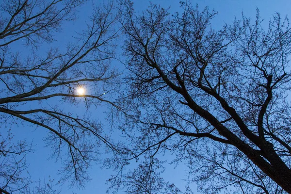 Der Mond Mit Den Zweigen Eines Baumes — Stockfoto