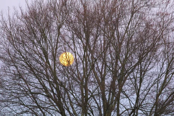 Månen Med Grenar Ett Träd — Stockfoto