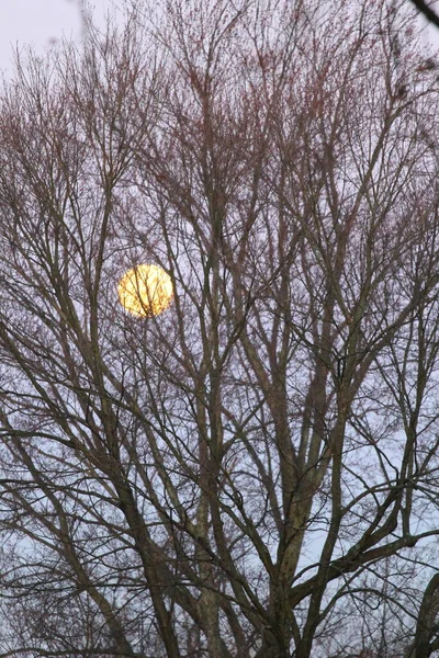 Lua Com Ramos Uma Árvore — Fotografia de Stock