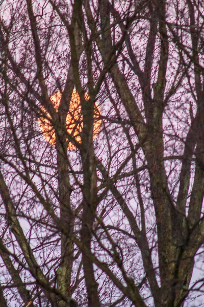 Luna Con Rami Albero — Foto Stock