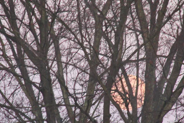 Lune Aux Branches Arbre — Photo