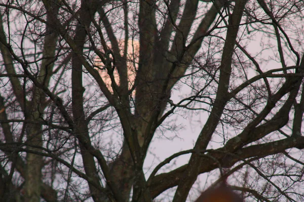 Lune Aux Branches Arbre — Photo