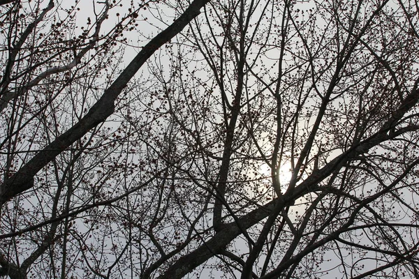 Luna Con Rami Albero — Foto Stock