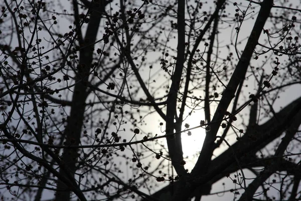 Lune Aux Branches Arbre — Photo