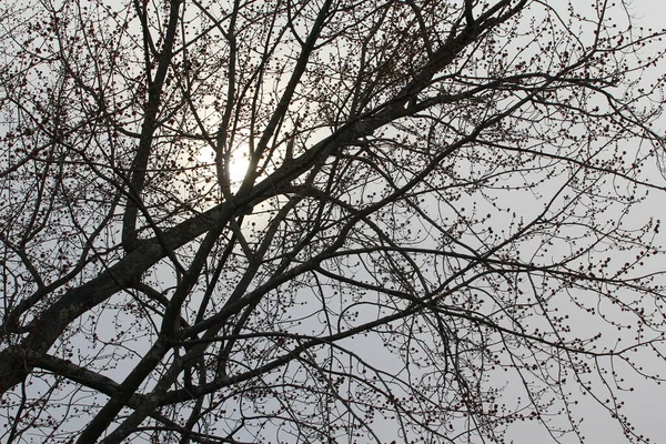 Luna Con Ramas Árbol — Foto de Stock