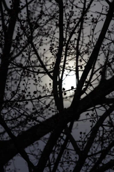Луна Ветвями Дерева — стоковое фото