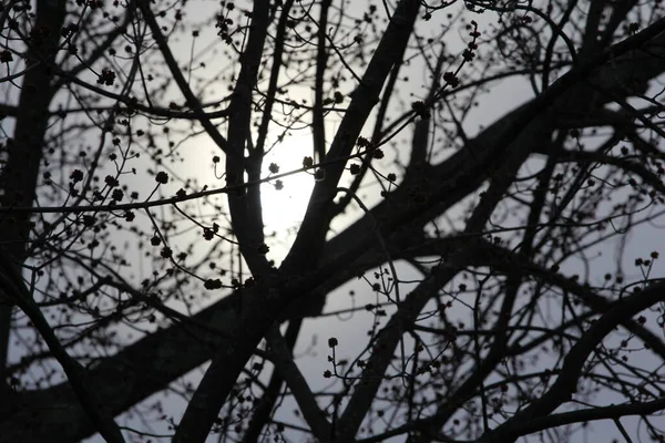 Луна Ветвями Дерева — стоковое фото