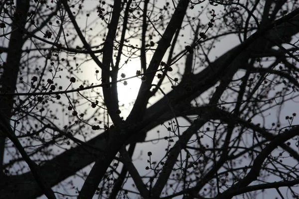 Luna Con Rami Albero — Foto Stock