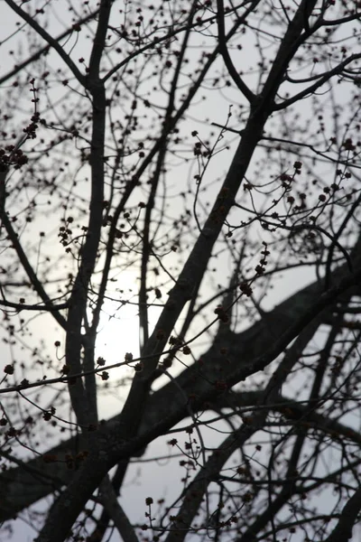 Lune Aux Branches Arbre — Photo