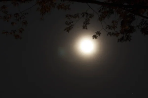 夜に木の枝を持つ月 — ストック写真
