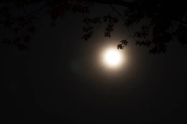 Lune Avec Des Branches Arbres Nuit — Photo