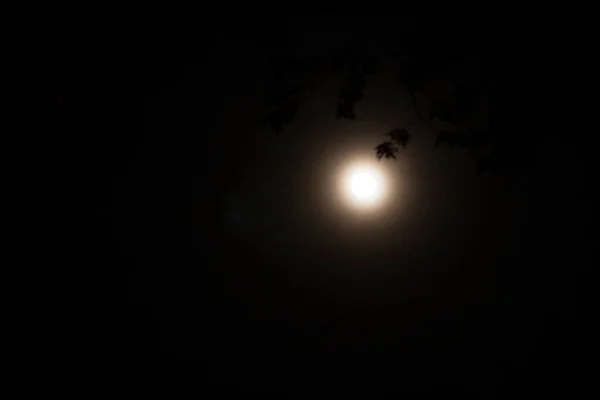 Місяць Гілками Дерев Вночі — стокове фото