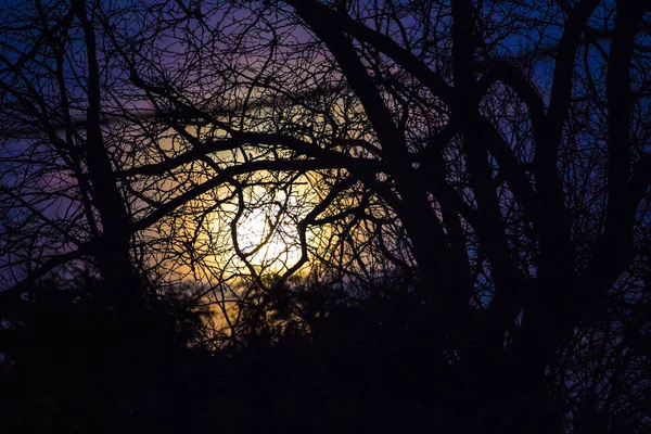 Der Mond Mit Den Zweigen Eines Baumes — Stockfoto