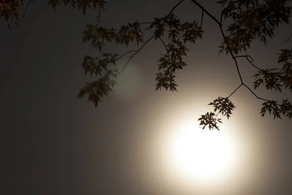Měsíc Větvemi Stromů Noci — Stock fotografie