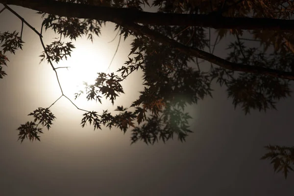 Księżyc Gałęziami Drzew Nocy — Zdjęcie stockowe