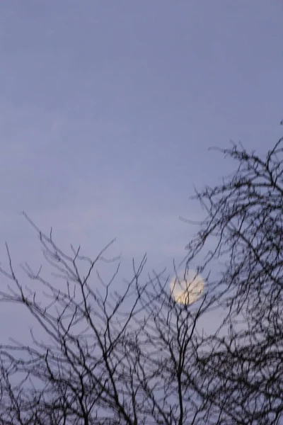 Lua Com Galhos Árvore Noite — Fotografia de Stock