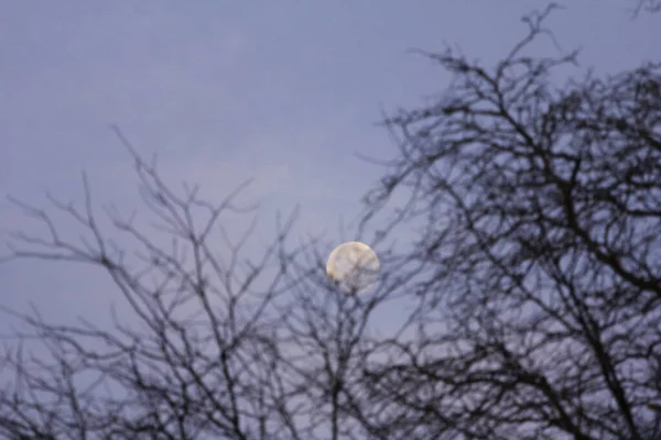Lune Avec Des Branches Arbres Nuit — Photo