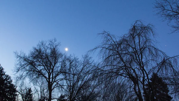 Φωτεινό Φεγγάρι Νωρίς Βράδυ Δέντρα — Φωτογραφία Αρχείου
