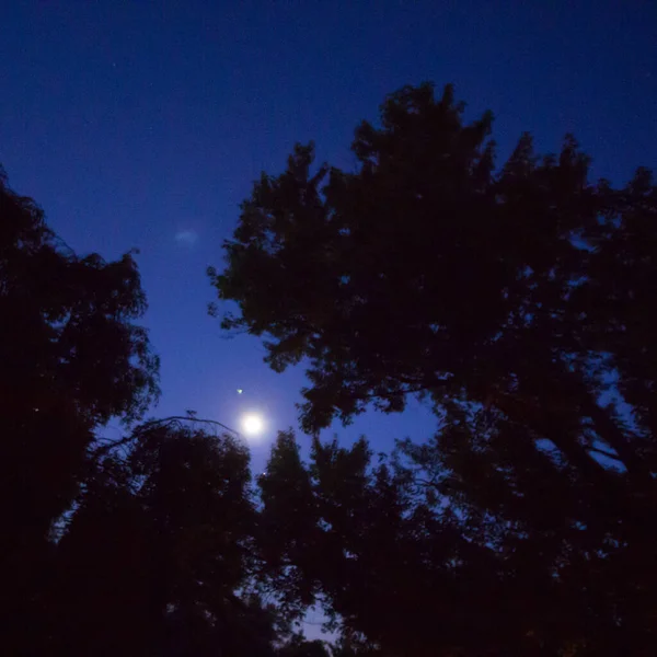 Ljus Måne Tidig Kväll Med Träd — Stockfoto