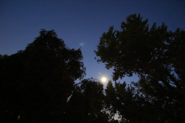 Яркая Луна Ранний Вечер Деревьями — стоковое фото