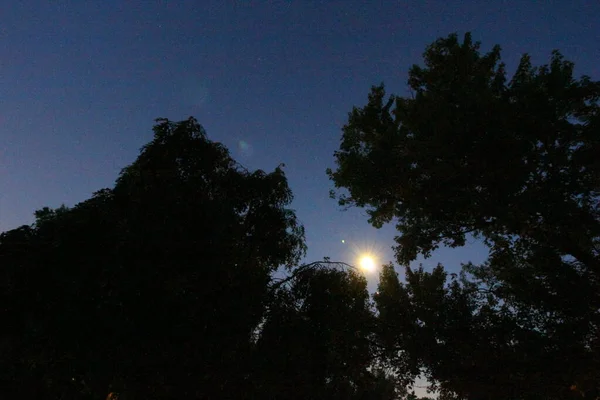 Heldere Maan Vroege Avond Met Bomen — Stockfoto