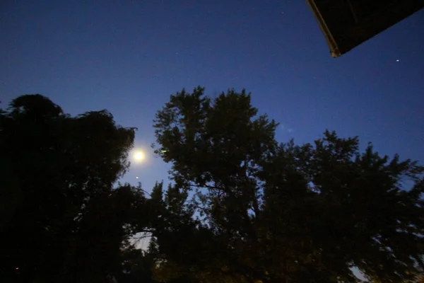 Lua Brilhante Início Noite Com Árvores — Fotografia de Stock