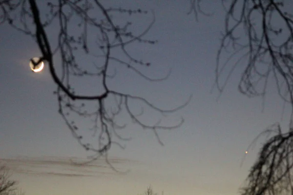 Mond Und Merkur Umrahmt Von Bäumen — Stockfoto