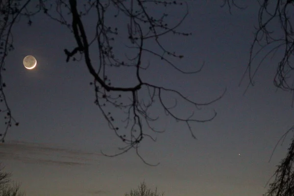 Луна Меркурий Обрамленные Деревьями — стоковое фото
