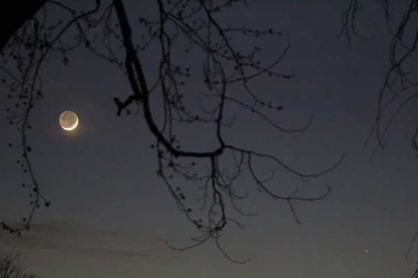 Lune Mercure Encadrés Par Les Arbres — Photo