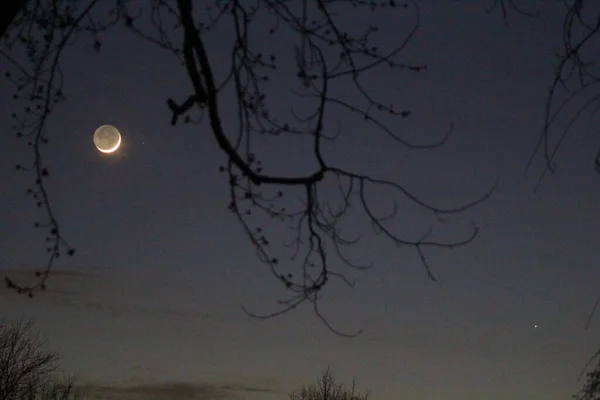 Moon Mercury Framed Trees — Stock Photo, Image