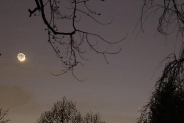 Moon Mercury Framed Trees — Stock Photo, Image