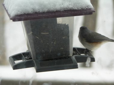 Kuş yemliğinde beslenen kuşlar.