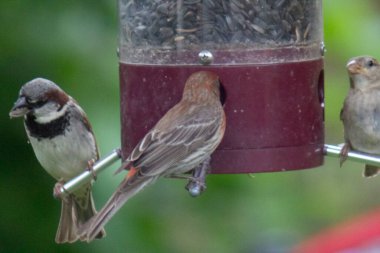 Kuş yemliğinde beslenen kuşlar.