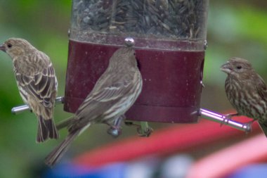 Kuş yemliğinde beslenen kuşlar.