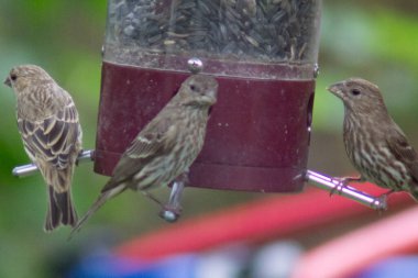 Kuş yemliğinde beslenen kuşlar.
