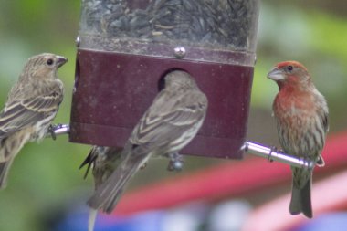 Kuş yemliğinde beslenen kuşlar.