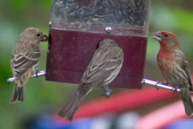Kuş yemliğinde beslenen kuşlar.