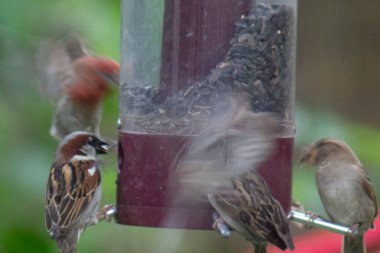 Kuş yemliğinde beslenen kuşlar.