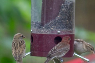 Kuş yemliğinde beslenen kuşlar.