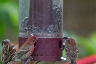 Kuş yemliğinde beslenen kuşlar.