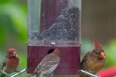 Kuş yemliğinde beslenen kuşlar.