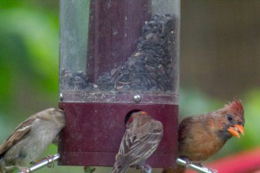 Kuş yemliğinde beslenen kuşlar.