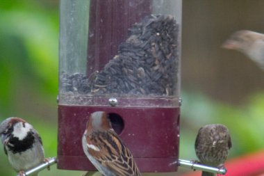 Kuş yemliğinde beslenen kuşlar.